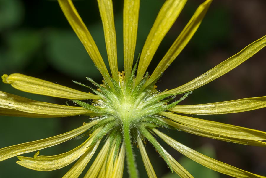 Doronicum austriacum / Doronico austriaco